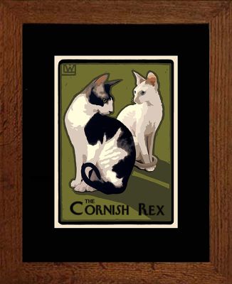 THE CORNISH REX #3