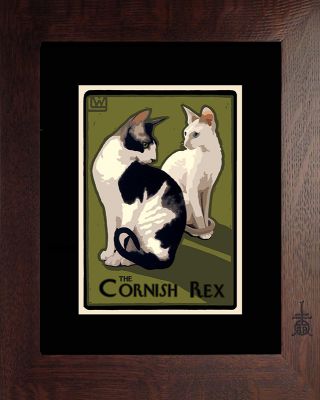 THE CORNISH REX #2