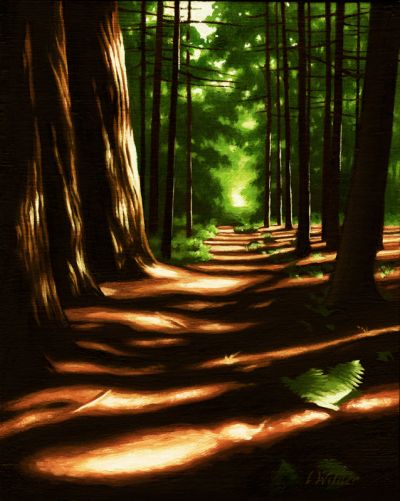 FOREST PATH #1