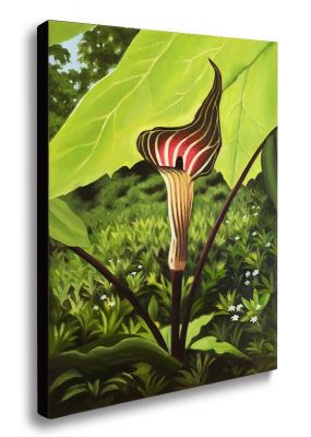 JACK IN THE PULPIT #2